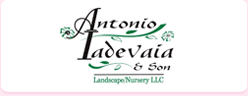 Anronio Ladevaia & Son Landscaping