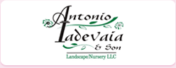 Anronio Ladevaia & Son Landscaping